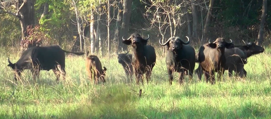 Marromeu Buffalo Reserve, Sofala Province, Mozambique